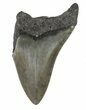 Partial, Fossil Megalodon Tooth #89046-1